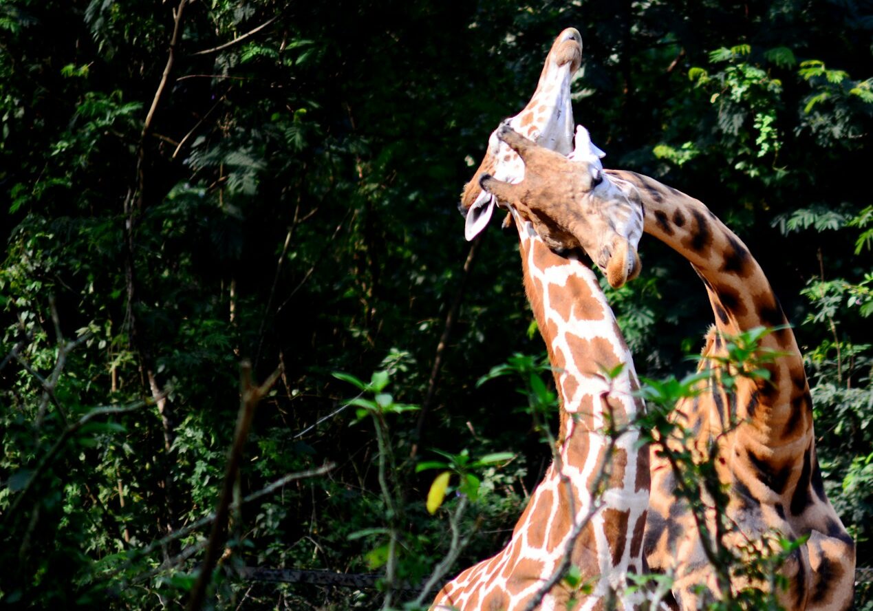 giraffes standing in the trees